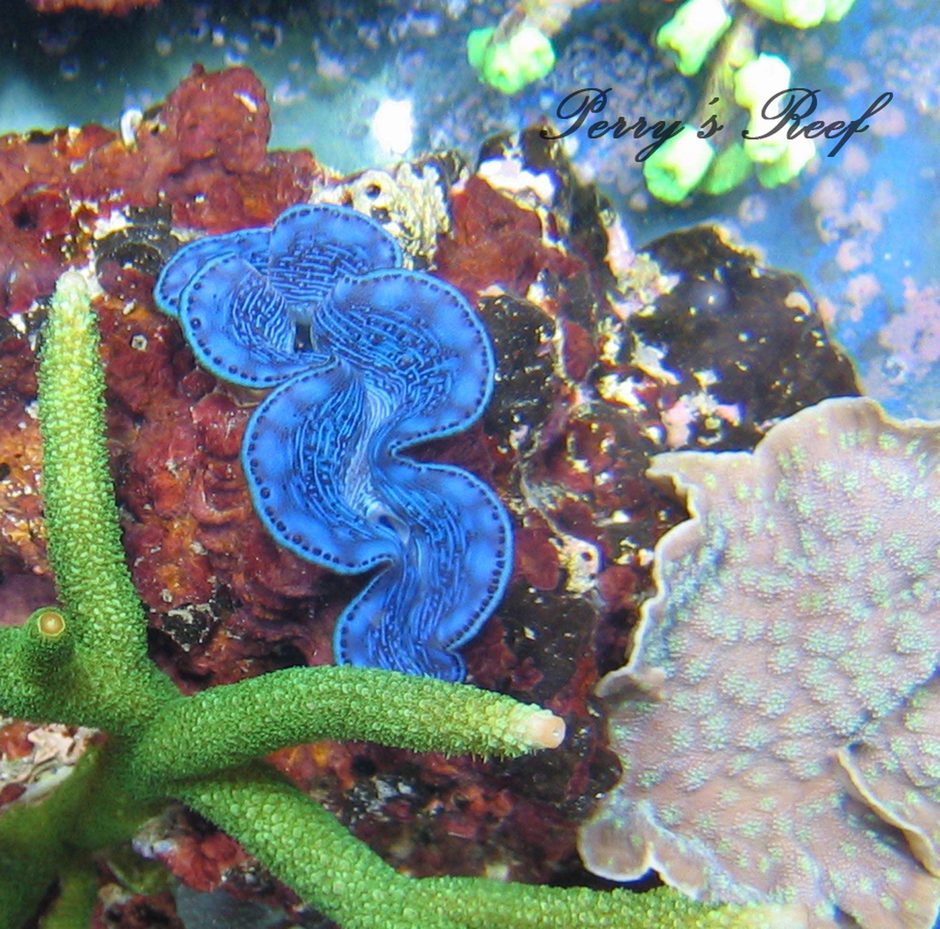 Maxima Clam (tridacna maxima) Photo Picture ID 12201 Maxima Clam (tridacna maxima) Photo Picture ID 12201