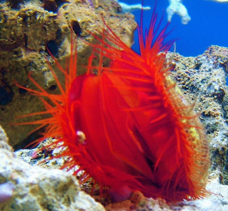 Flame Scallop (lima scabra) Photos