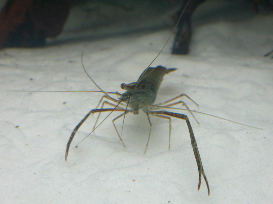 Red Claw Shrimp (macrobrachium dayanum) Photos