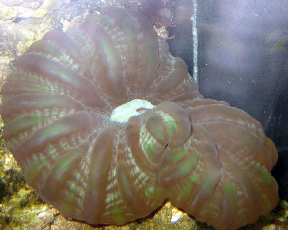 Button Coral, Cynarina (cynarina lacrymalis) Photos