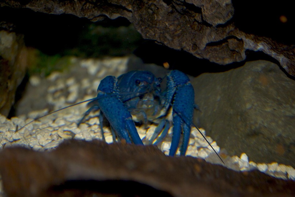 Hammers Cobalt Blue Lobster (Procambarus Clarkii) Photos