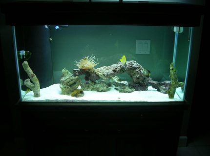 90 gallons saltwater fish tank (mostly fish, little/no live coral) - Compliments to Fish Of Eden for guiding me to a great start to my reef tank! 90 gallons saltwater fish tank (mostly fish, little/no live coral) - Compliments to Fish Of Eden for guiding me to a great start to my reef tank!