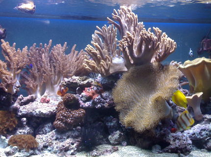 132 gallons saltwater fish tank (mostly fish, little/no live coral) - my aquarium11 132 gallons saltwater fish tank (mostly fish, little/no live coral) - my aquarium11