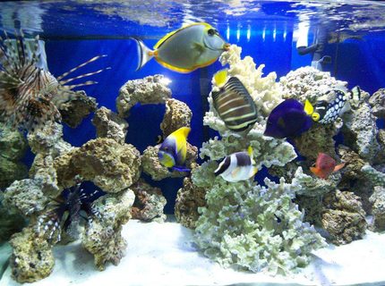 Rated #9: 90 Gallons Saltwater Fish Tank - my tank Rated #9: 90 Gallons Saltwater Fish Tank - my tank