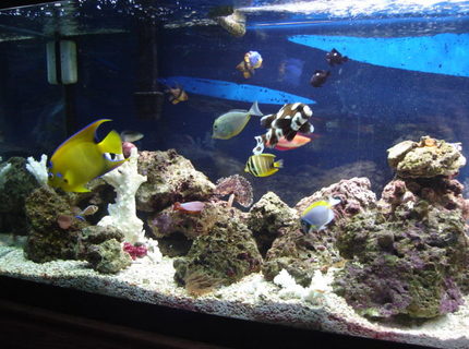 Rated #10: 90 Gallons Saltwater Fish Tank - another pic with more fish trying to get all fish in one shot what a pain! Rated #10: 90 Gallons Saltwater Fish Tank - another pic with more fish trying to get all fish in one shot what a pain!