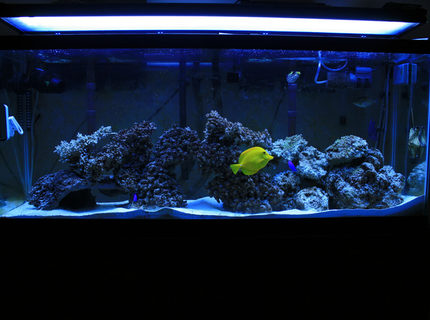 Rated #7: 100 Gallons Saltwater Fish Tank - my new tank Rated #7: 100 Gallons Saltwater Fish Tank - my new tank
