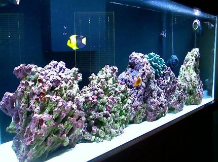 Rated #5: 55 Gallons Saltwater Fish Tank - 55g FOWLR Rated #5: 55 Gallons Saltwater Fish Tank - 55g FOWLR