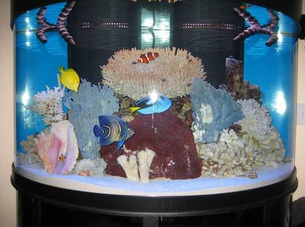 Rated #8: 144 Gallons Saltwater Fish Tank - 144 gallon Oceanic half circle Rated #8: 144 Gallons Saltwater Fish Tank - 144 gallon Oceanic half circle