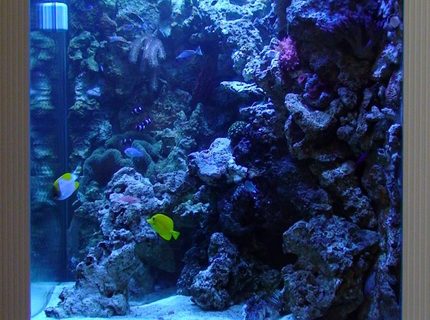 235 gallons saltwater fish tank (mostly fish, little/no live coral) - My saltwater tank 235 gallons saltwater fish tank (mostly fish, little/no live coral) - My saltwater tank