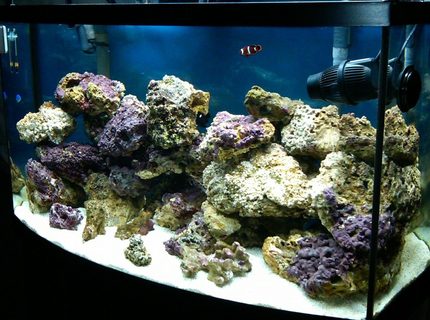 Rated #10: 50 Gallons Saltwater Fish Tank - my 3 month old 50 gallon bowfront Rated #10: 50 Gallons Saltwater Fish Tank - my 3 month old 50 gallon bowfront