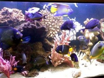 Rated #2: 210 Gallons Saltwater Fish Tank - 2.5 year old 210 Saltwater Fish Only Tank with 4 different large Angels, 7 Triggers, 12 Tangs, Eels, Puffers and more! Rated #2: 210 Gallons Saltwater Fish Tank - 2.5 year old 210 Saltwater Fish Only Tank with 4 different large Angels, 7 Triggers, 12 Tangs, Eels, Puffers and more!