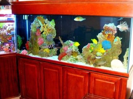 Rated #9: 150 Gallons Saltwater Fish Tank - Tank Closeup Rated #9: 150 Gallons Saltwater Fish Tank - Tank Closeup