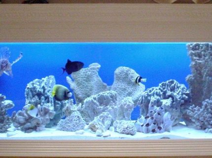 Rated #2: 150 Gallons Saltwater Fish Tank - 150 Gallon FOWLR In Wall Saltwater Tank Rated #2: 150 Gallons Saltwater Fish Tank - 150 Gallon FOWLR In Wall Saltwater Tank