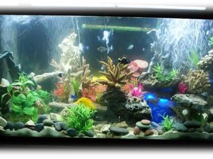 110 gallons saltwater fish tank (mostly fish, little/no live coral) - Aquatic Dimensions
110 Gallon Glass Saltwater Tank.
JBJ Lighting
Jebo Cannister Filter
Protein Skimmer
3 air pumps
Yellow Tang
Blue Tang
Clownfish
Lionfish
Assorted Damsels 110 gallons saltwater fish tank (mostly fish, little/no live coral) - Aquatic Dimensions
110 Gallon Glass Saltwater Tank.
JBJ Lighting
Jebo Cannister Filter
Protein Skimmer
3 air pumps
Yellow Tang
Blue Tang
Clownfish
Lionfish
Assorted Damsels