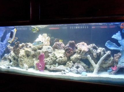 Rated #8: 125 Gallons Saltwater Fish Tank - my 125 fish tank with 45 gallon sump Rated #8: 125 Gallons Saltwater Fish Tank - my 125 fish tank with 45 gallon sump