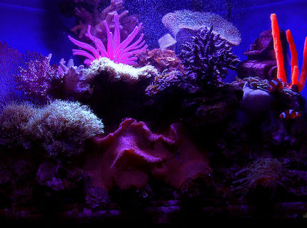 Rated #3: 29 Gallons Saltwater Fish Tank - Under the black light, custom homemade resin coral pieces glow. You can faintly see a couple of clowns, a yellowtail blue damsel, and a yellow tang swimming along. Rated #3: 29 Gallons Saltwater Fish Tank - Under the black light, custom homemade resin coral pieces glow. You can faintly see a couple of clowns, a yellowtail blue damsel, and a yellow tang swimming along.