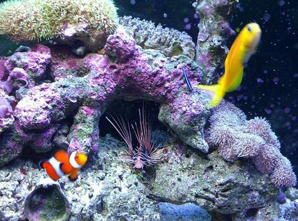37 gallons saltwater fish tank (mostly fish, little/no live coral) - My kids 37 gallons saltwater fish tank (mostly fish, little/no live coral) - My kids