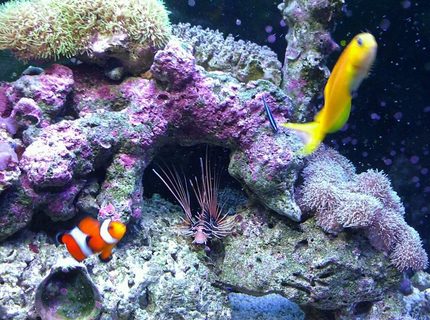 Rated #2: 37 Gallons Saltwater Fish Tank - My kids Rated #2: 37 Gallons Saltwater Fish Tank - My kids
