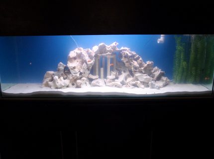 140 gallons saltwater fish tank (mostly fish, little/no live coral) - Our monster tank. Enjoy! 140 gallons saltwater fish tank (mostly fish, little/no live coral) - Our monster tank. Enjoy!