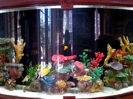Rated #1: 250 Gallons Saltwater Fish Tank - Custom built around staircase saltwater reef tank. Difficult dimensions due to its half circle shape. About 250 gallons. Many fish kept over the years from angel fish to nurse sharks and octopuses. Just started filling it up again. Rated #1: 250 Gallons Saltwater Fish Tank - Custom built around staircase saltwater reef tank. Difficult dimensions due to its half circle shape. About 250 gallons. Many fish kept over the years from angel fish to nurse sharks and octopuses. Just started filling it up again.