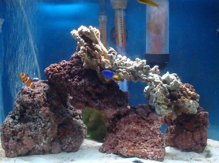 20 gallons saltwater fish tank (mostly fish, little/no live coral) - 20 gallon 20 gallons saltwater fish tank (mostly fish, little/no live coral) - 20 gallon