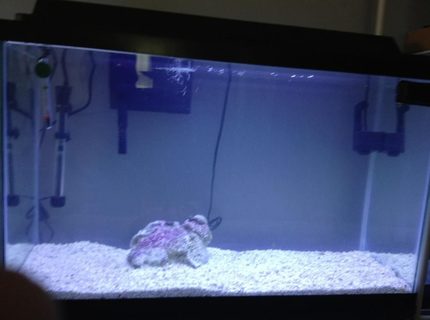 29 gallons saltwater fish tank (mostly fish, little/no live coral) - starting out my saltwater tank 29 gallons saltwater fish tank (mostly fish, little/no live coral) - starting out my saltwater tank