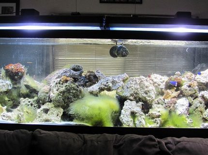 Rated #9: 125 Gallons Saltwater Fish Tank - 125 gal reef Rated #9: 125 Gallons Saltwater Fish Tank - 125 gal reef