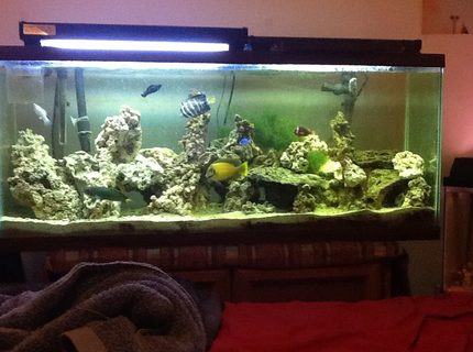 55 gallons saltwater fish tank (mostly fish, little/no live coral) - my 1st saltwater tank 55 gallons saltwater fish tank (mostly fish, little/no live coral) - my 1st saltwater tank