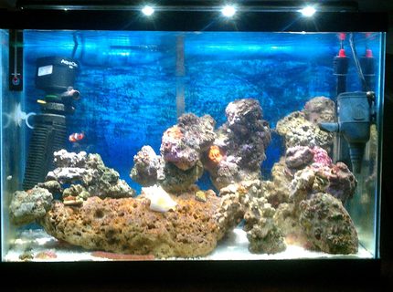 20 gallons saltwater fish tank (mostly fish, little/no live coral) - My 1st Saltwater Tank!!!! 20 gallons saltwater fish tank (mostly fish, little/no live coral) - My 1st Saltwater Tank!!!!