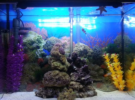 Rated #9: 37 Gallons Saltwater Fish Tank - Marineland 37 gal and stand
Marineland stock LED hood white/lunar light up to 30\\\"
Added Marineland 21\\\" Hidden LED light
Added Glofish 6\\\" Blue LED
Fluval 70 HOB filter (bio removed)
Marineland 400 powerhead
Fish: 2 clowns, 2 blue chromis, 1 firefish, 1 court jester goby, 1 yellow clown goby, 1 lawnmower blenny, 1 chocolate chip starfish, 1 sand sifting starfish, 1 skunk cleaner shrimp
16 lb live rock and 20 lb live sand
30\\\"Wx22\\\"Hx12\\\"D Rated #9: 37 Gallons Saltwater Fish Tank - Marineland 37 gal and stand
Marineland stock LED hood white/lunar light up to 30\"
Added Marineland 21\" Hidden LED light
Added Glofish 6\" Blue LED
Fluval 70 HOB filter (bio removed)
Marineland 400 powerhead
Fish: 2 clowns, 2 blue chromis, 1 firefish, 1 court jester goby, 1 yellow clown goby, 1 lawnmower blenny, 1 chocolate chip starfish, 1 sand sifting starfish, 1 skunk cleaner shrimp
16 lb live rock and 20 lb live sand
30\"Wx22\"Hx12\"D