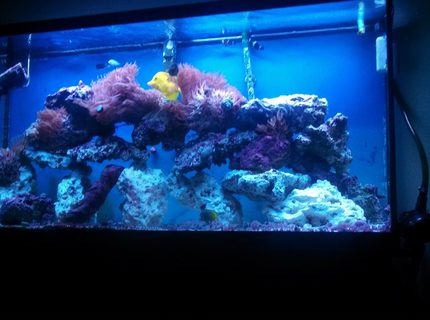Rated #7: 60 Gallons Saltwater Fish Tank - Just the fish Rated #7: 60 Gallons Saltwater Fish Tank - Just the fish