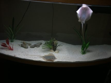 110 gallons saltwater fish tank (mostly fish, little/no live coral) - This is freshwater not saltwater 110 gallons saltwater fish tank (mostly fish, little/no live coral) - This is freshwater not saltwater