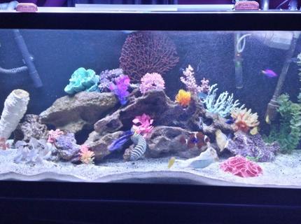 75 gallons saltwater fish tank (mostly fish, little/no live coral) - My 75 gallon fowler 75 gallons saltwater fish tank (mostly fish, little/no live coral) - My 75 gallon fowler