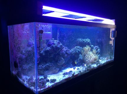 Rated #8: 75 Gallons Saltwater Fish Tank - 75 gal Rated #8: 75 Gallons Saltwater Fish Tank - 75 gal