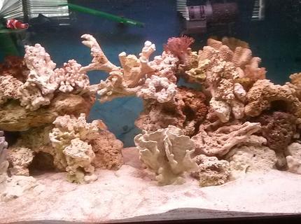 75 gallons saltwater fish tank (mostly fish, little/no live coral) - I got coral now 4 frags. Still 2 clowns and a damsel. 4 hermits a emerald green cran and a cleaner shrimp 75 gallons saltwater fish tank (mostly fish, little/no live coral) - I got coral now 4 frags. Still 2 clowns and a damsel. 4 hermits a emerald green cran and a cleaner shrimp