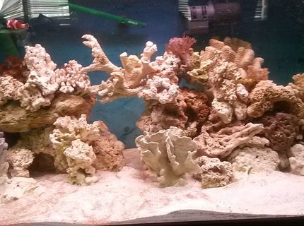 Rated #5: 75 Gallons Saltwater Fish Tank - I got coral now 4 frags. Still 2 clowns and a damsel. 4 hermits a emerald green cran and a cleaner shrimp Rated #5: 75 Gallons Saltwater Fish Tank - I got coral now 4 frags. Still 2 clowns and a damsel. 4 hermits a emerald green cran and a cleaner shrimp