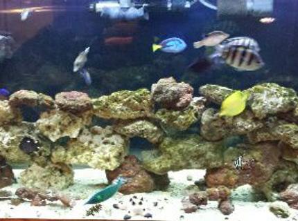 Rated #6: 90 Gallons Saltwater Fish Tank Rated #6: 90 Gallons Saltwater Fish Tank