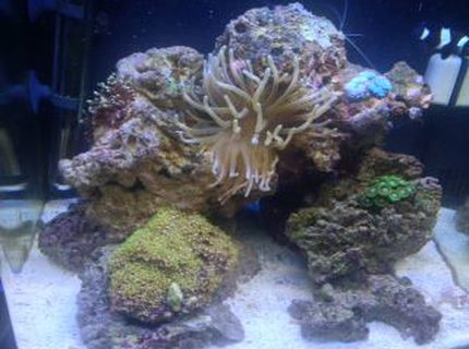 Rated #10: 14 Gallons Saltwater Fish Tank - my first saltwater tank Rated #10: 14 Gallons Saltwater Fish Tank - my first saltwater tank