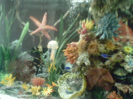 60 gallons saltwater fish tank (mostly fish, little/no live coral) - handmade Rock 60 gallons saltwater fish tank (mostly fish, little/no live coral) - handmade Rock