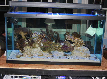 Rated #5: 90 Gallons Saltwater Fish Tank - 90 gal display tank Rated #5: 90 Gallons Saltwater Fish Tank - 90 gal display tank