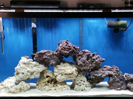 Rated #3: 50 Gallons Saltwater Fish Tank - Fowlr tank Rated #3: 50 Gallons Saltwater Fish Tank - Fowlr tank