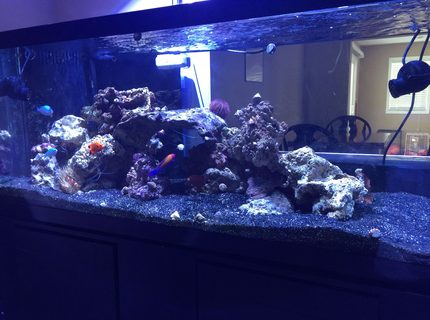 75 gallons saltwater fish tank (mostly fish, little/no live coral) - 75 gal FOWLR tank 75 gallons saltwater fish tank (mostly fish, little/no live coral) - 75 gal FOWLR tank