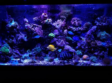 90 gallons saltwater fish tank (mostly fish, little/no live coral) - Fishhhhhy 90 gallons saltwater fish tank (mostly fish, little/no live coral) - Fishhhhhy