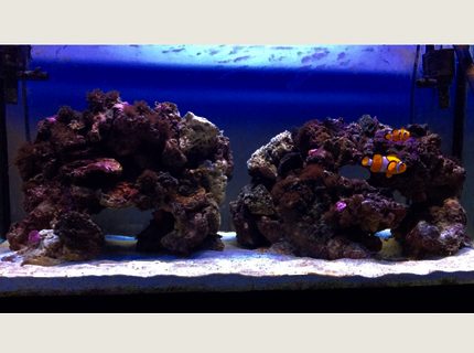 46 gallons saltwater fish tank (mostly fish, little/no live coral) - My 2 clowns 46 gallons saltwater fish tank (mostly fish, little/no live coral) - My 2 clowns