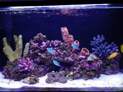 20 gallons saltwater fish tank (mostly fish, little/no live coral) - My post hurricane Irma tank 20 gallons saltwater fish tank (mostly fish, little/no live coral) - My post hurricane Irma tank