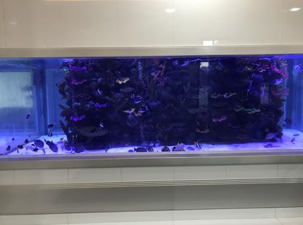 5000 gallons saltwater fish tank (mostly fish, little/no live coral) - 5000 gallon saltwater tank with artificial reef 5000 gallons saltwater fish tank (mostly fish, little/no live coral) - 5000 gallon saltwater tank with artificial reef