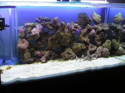 280 gallons saltwater fish tank (mostly fish, little/no live coral) - were did every one go??? newly introduced sharks will do that to fish 280 gallons saltwater fish tank (mostly fish, little/no live coral) - were did every one go??? newly introduced sharks will do that to fish
