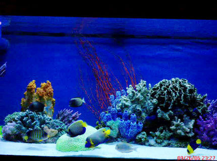 Rated #2: 150 Gallons Saltwater Fish Tank - 150 ga. tank Rated #2: 150 Gallons Saltwater Fish Tank - 150 ga. tank