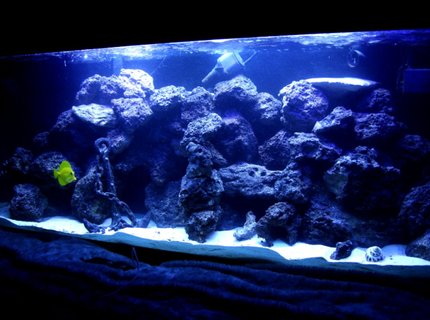 100 gallons saltwater fish tank (mostly fish, little/no live coral) - 100 gallon reef tank. corals consist of mushrooms, buttons, leathers, hammer corals, and some other that i am not sure of but are in there. 100 gallons saltwater fish tank (mostly fish, little/no live coral) - 100 gallon reef tank. corals consist of mushrooms, buttons, leathers, hammer corals, and some other that i am not sure of but are in there.