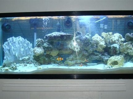 55 gallons saltwater fish tank (mostly fish, little/no live coral) - My 55 gallon with 300 watt power compact lights, fluval 405 filter, 3 hydor coralia powerheads, 3 clowns and dragon wrasse 55 gallons saltwater fish tank (mostly fish, little/no live coral) - My 55 gallon with 300 watt power compact lights, fluval 405 filter, 3 hydor coralia powerheads, 3 clowns and dragon wrasse